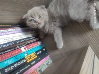 27 haziran doğumlu scottish fold