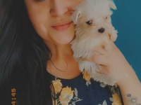 MALTESE YAVRULARI
