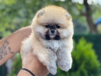 Sağlık Ve Irk Garantili Pomeranian