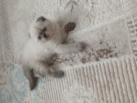 Scottish Fold Erkek
