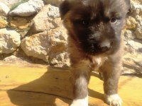 ORİJİNAL SİVAS KANGALI