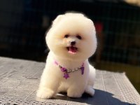 Pamuk Şekeri Pomeranian Boo