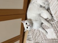 Golden point british shorthair prenses hazır