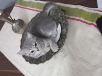 Scottish silver tabby dişi