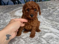 KOYU RENK TOY POODLE YAVRULARI 