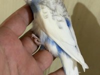 29-33 GÜNLÜK ARASI YENİ YEME DÜŞEN KUŞLARIM