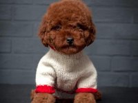 Safkan Irk Garantili Poodle Bebekler