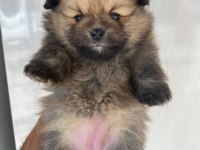 Pomeranian Boo dişi yavrular
