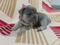 Eğzotic Compact french bulldog