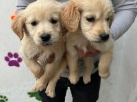 GÜZELLİK TAŞI GOLDEN BEBEKLER