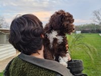 MANTAR AVCISI LAGOTTO ROMAGNOLO YAVRULAR