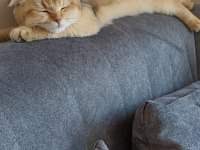 Oğlumuza kalıcı güvenilir aile arıyoruz scottish fold