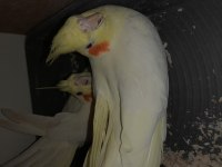 İkinci Kuluçkada Yumurtalı Lutino Takım Sultan Papağanı