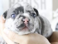 Safkan French Bulldog Merle