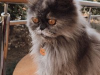 TAMAMEN ÜCRETSİZ EYŞA PARASI VS YOK İRAN KEDİSİ