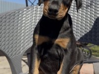 Show kalite doberman yavrular