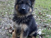 K9 ALMAN KURDU YAVRULARIMIZ