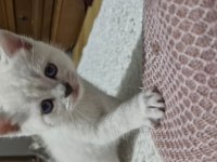 Bursa yavru british shorthair kedimiz
