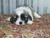 3 sevimli çocuk morkie