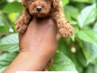Toy Poodle Bebeklerimiz