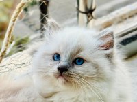 Yurtdışından Anne ve Baba Şecereli Ragdoll Yavru Kediler