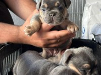 A Kalite French Bulldog Yavrular