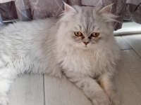 British longhair acil satılık kısırlaştırılmadı
