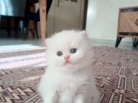 Safkan british longhair