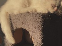 ERKEK YAVRU KEDİMİZ