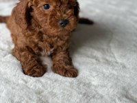 SAFKAN RED BROWN TOY POODLE
