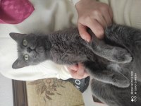 Russian blue kızıma güvenilir aile 18 aylık