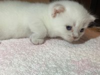 Erkek British Shorthair
