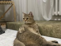 Saf kan british shorthair gold ny 11