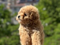 Toy poodle maltipoo bebekler
