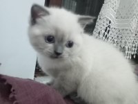 1.5 Aylık Dişi British Shorthair Yavrumuz