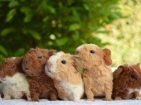 Guineapig Yavrular Aynı Gün Set Halinde Teslim Edilir