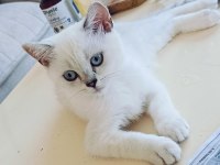 Güzel british shorthair kediler rezerveye açık
