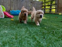 Ev ve bahçeniz için golden retriever kapıda ödeme mevcuttur