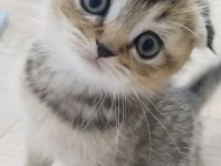 SAF IRK SCOTTİSH VE BRİTİSH BEBEK YAVRU KEDİCİKLER