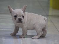 Kaliteli French Bulldog Yavrular
