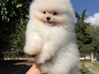 Üst Düzey Kusursuz Karbeyaz Pomeranian Boo