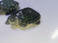 Bebek kaplumbağalar görücüde