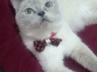 British white british blue point tüm malzemeleri beraber