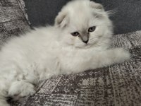 1 adet scottish fold dişi miya