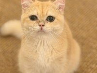British shorthair golden