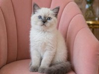 Bir Birinden Güzel British Shorthair Yavrular