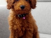 Tarçın rengi poodle erkek