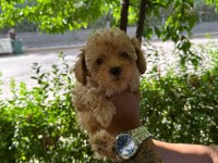 Poodle yavrular sizlerle