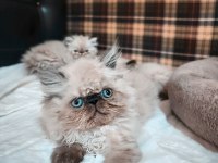 Tatlı iran kedisi bebek