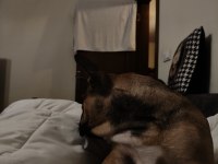 Daha 3 aylık çok tatlı çok sevimli ve uysal french bulldog